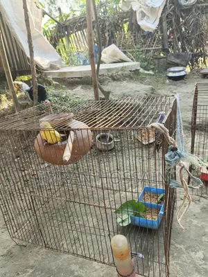 Budgerigar birds for sale