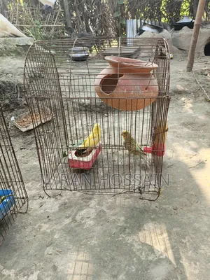 Budgerigar birds for sale