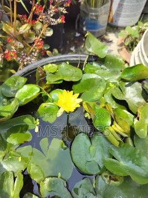 Yellow Water Lili, হলুদ শাপলা ফুল।
