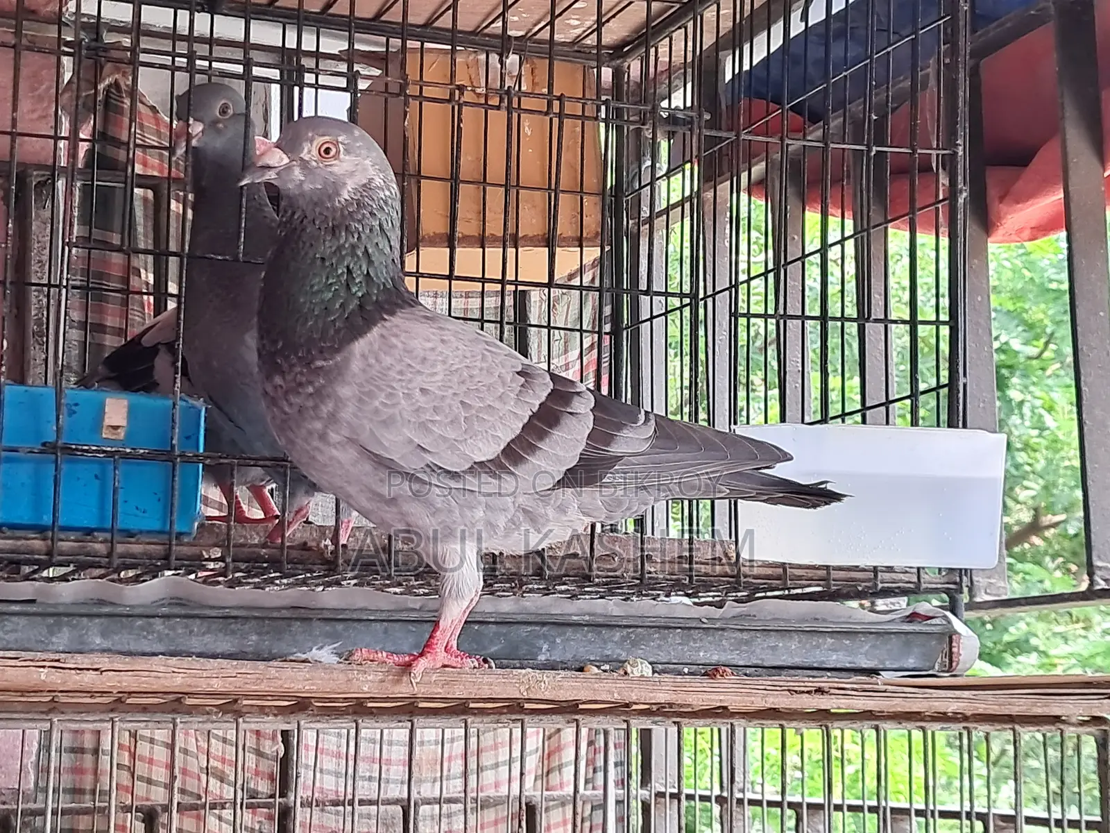 Grijel (Grizzle) for Sale.