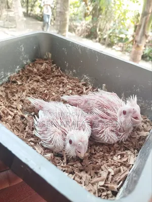 Cockatiel Baby