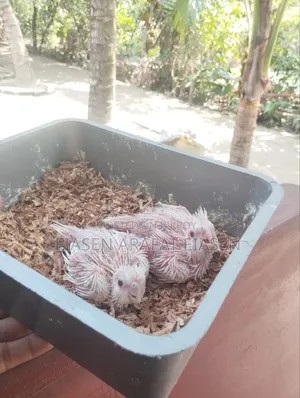 Cockatiel Baby