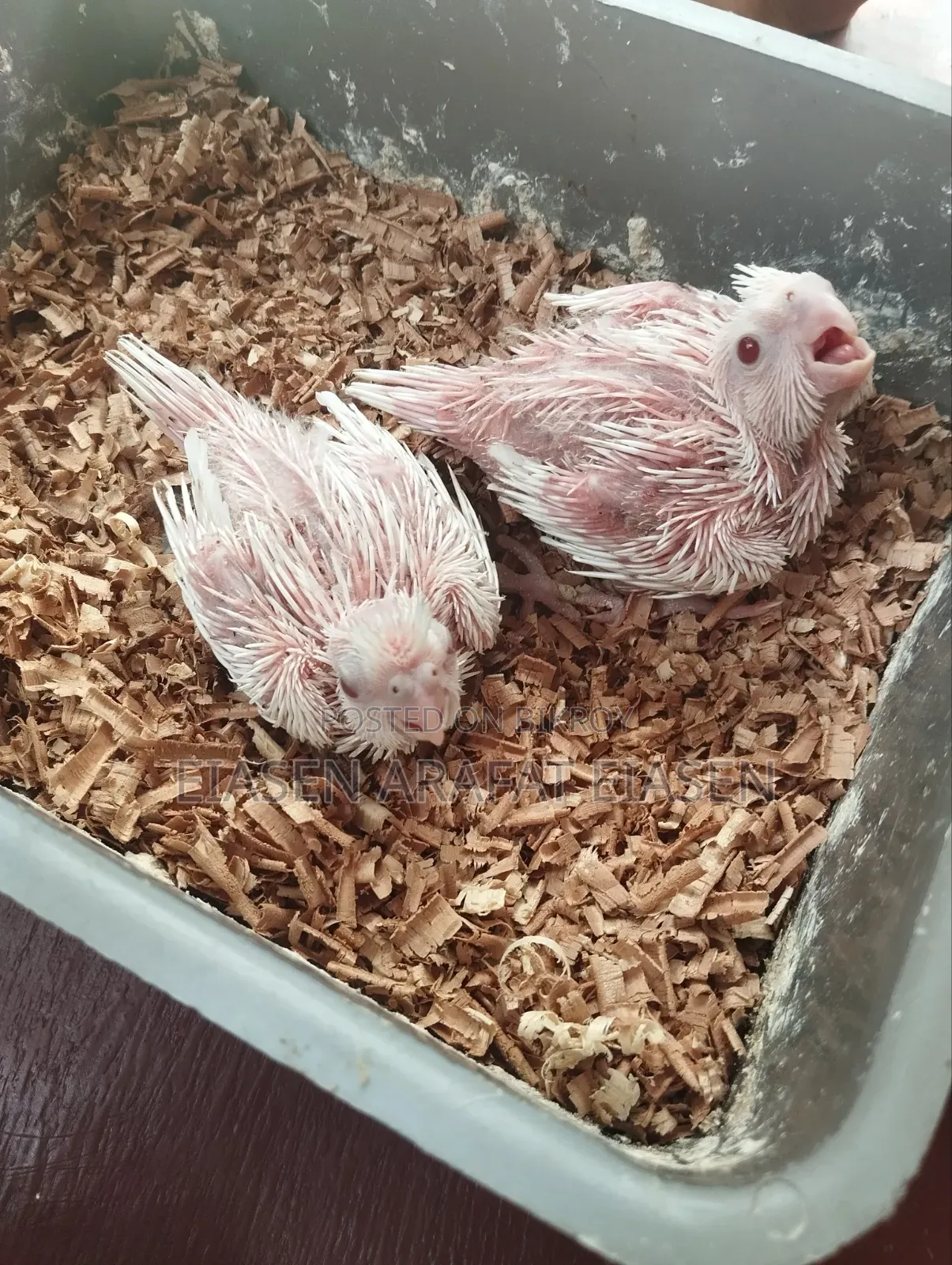 Cockatiel Baby
