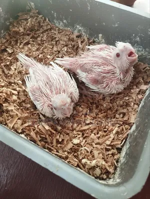 Cockatiel Baby
