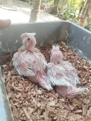 Cockatiel Baby