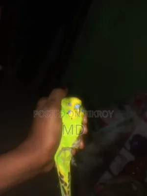 Budgie Bird