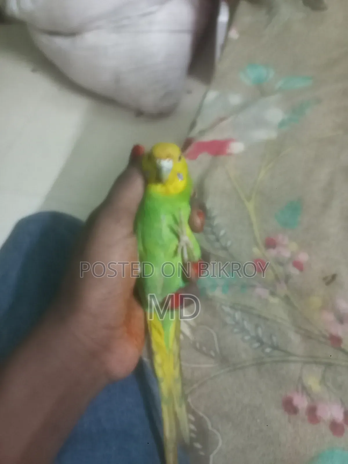 বাজিগার পাখি