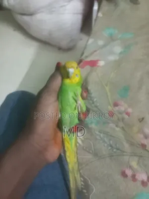বাজিগার পাখি
