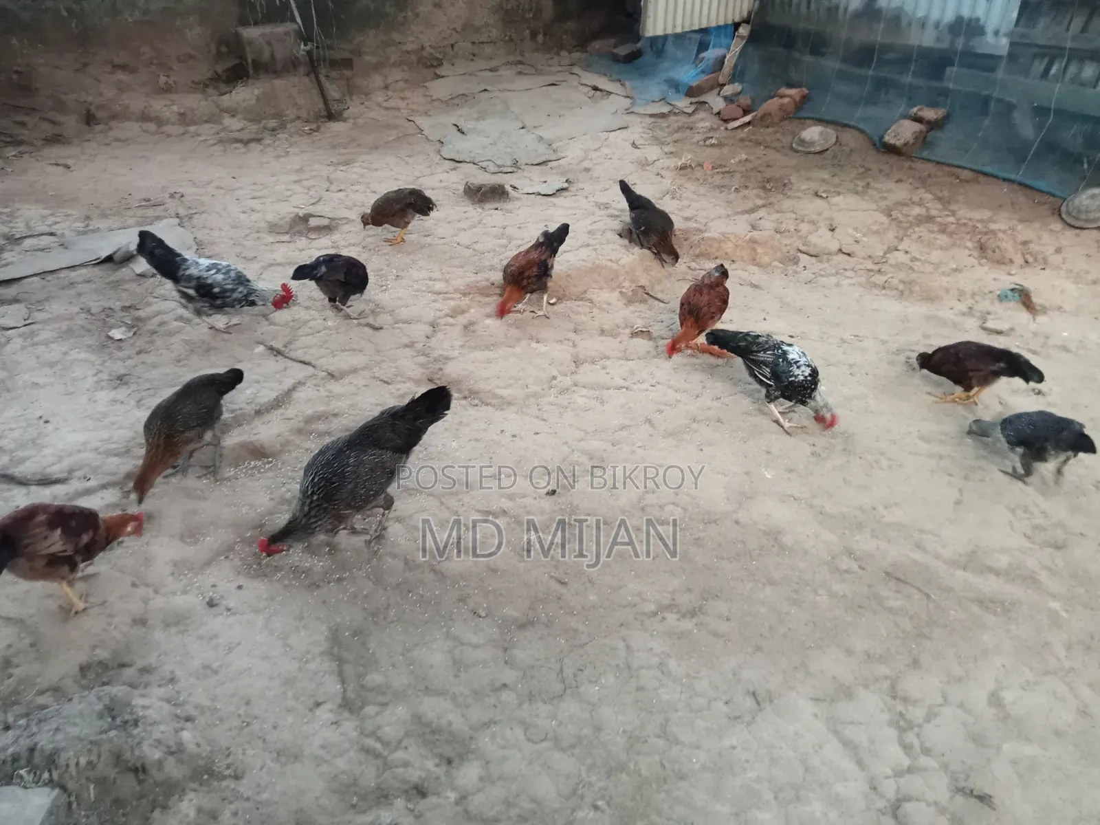 Deshi Chicken