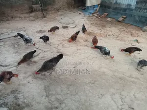 Deshi Chicken