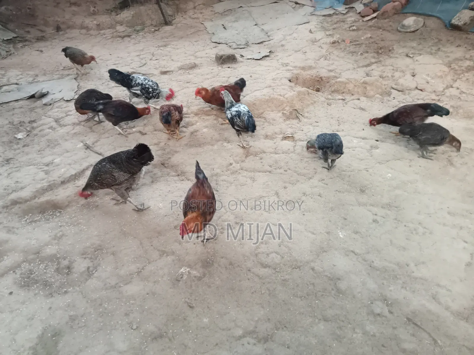 Deshi Chicken