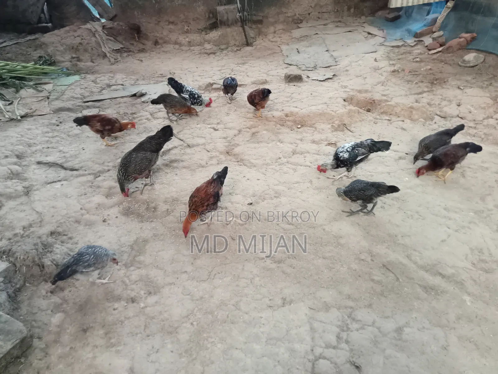 Deshi Chicken