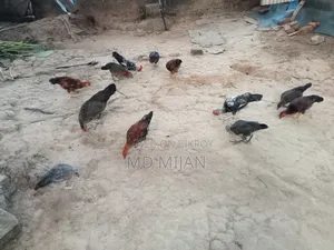 Deshi Chicken