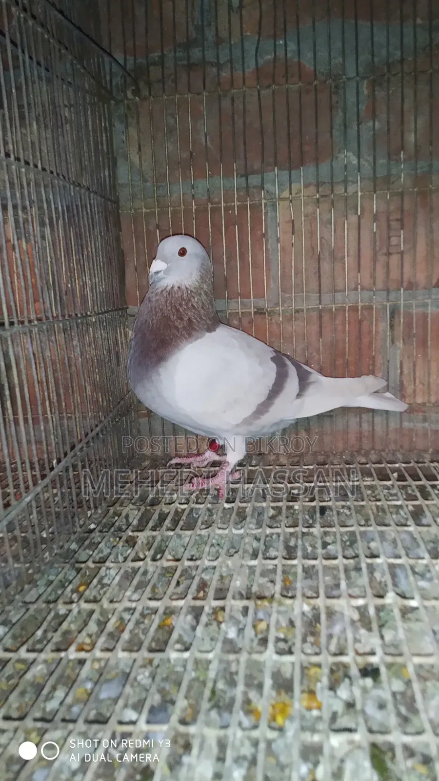 Mili Nor Pigeon
