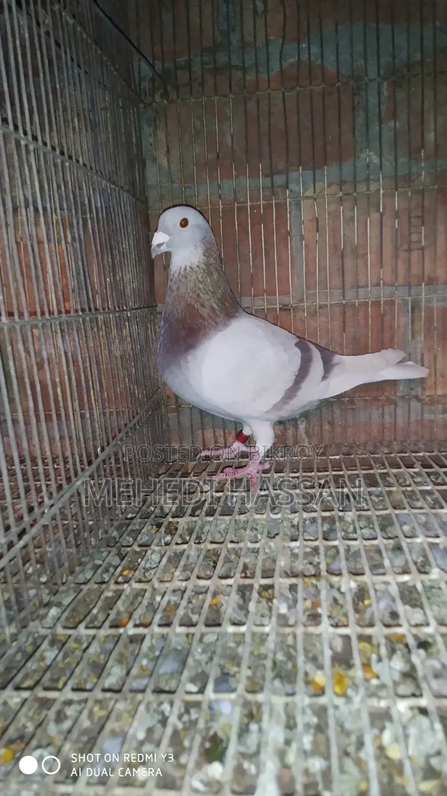 Mili Nor Pigeon