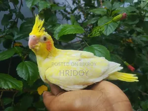 Cockatiel bird