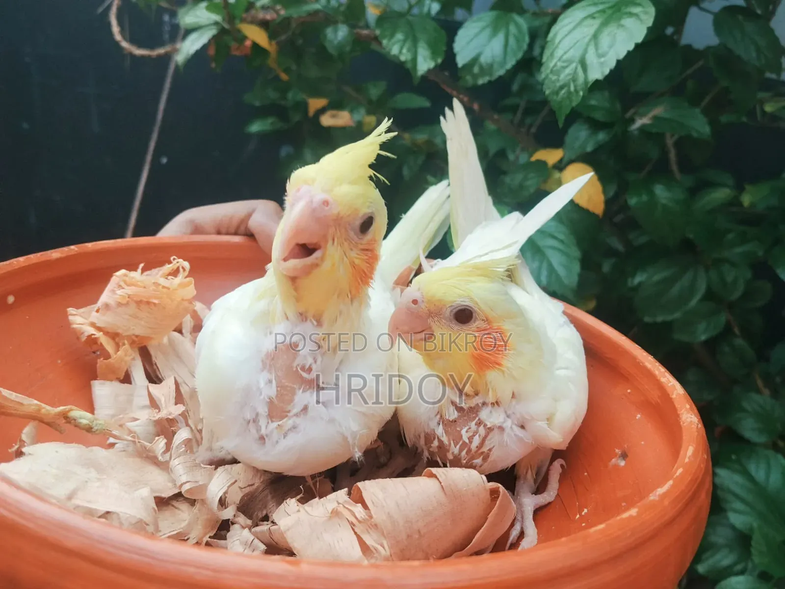 Cockatiel bird