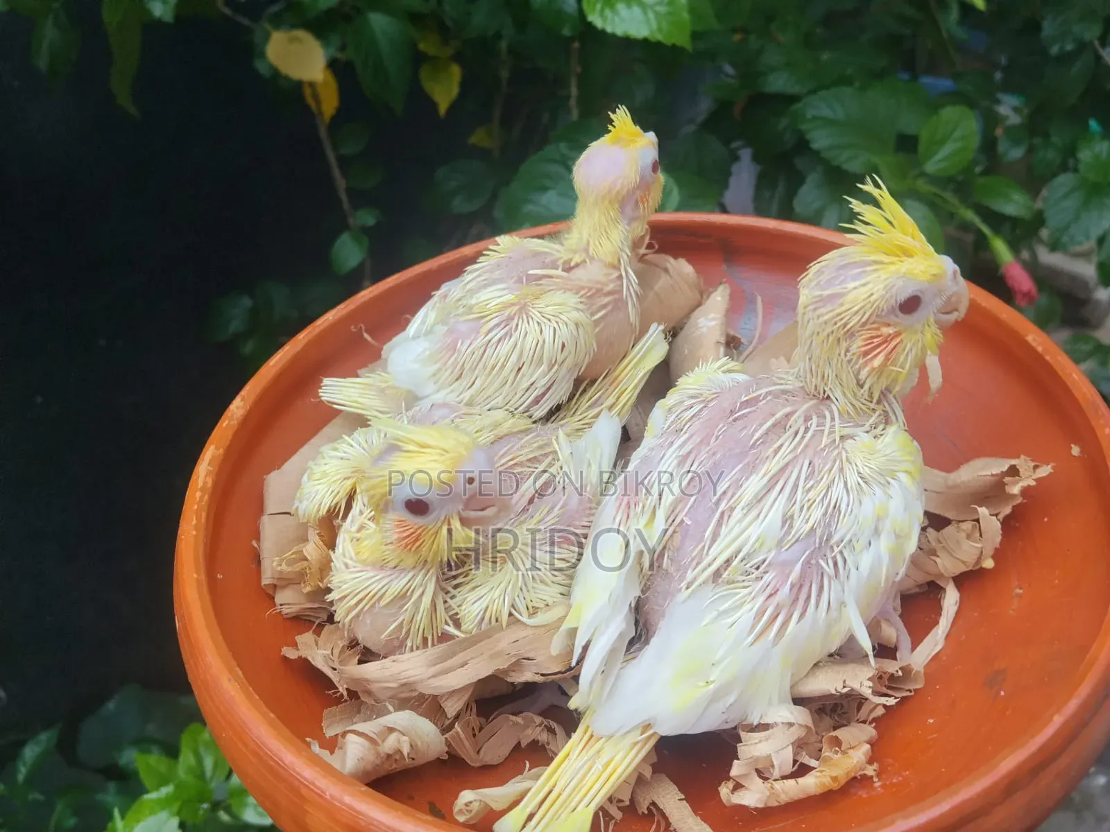 Cockatiel bird