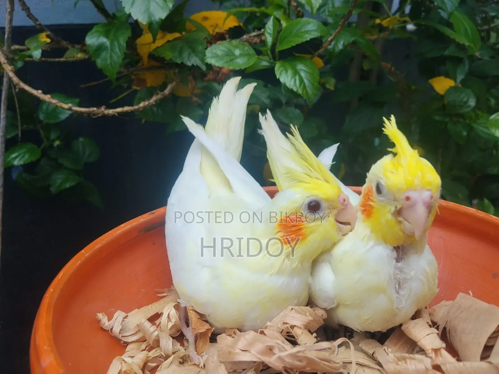 Cockatiel bird