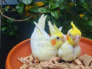 Cockatiel bird