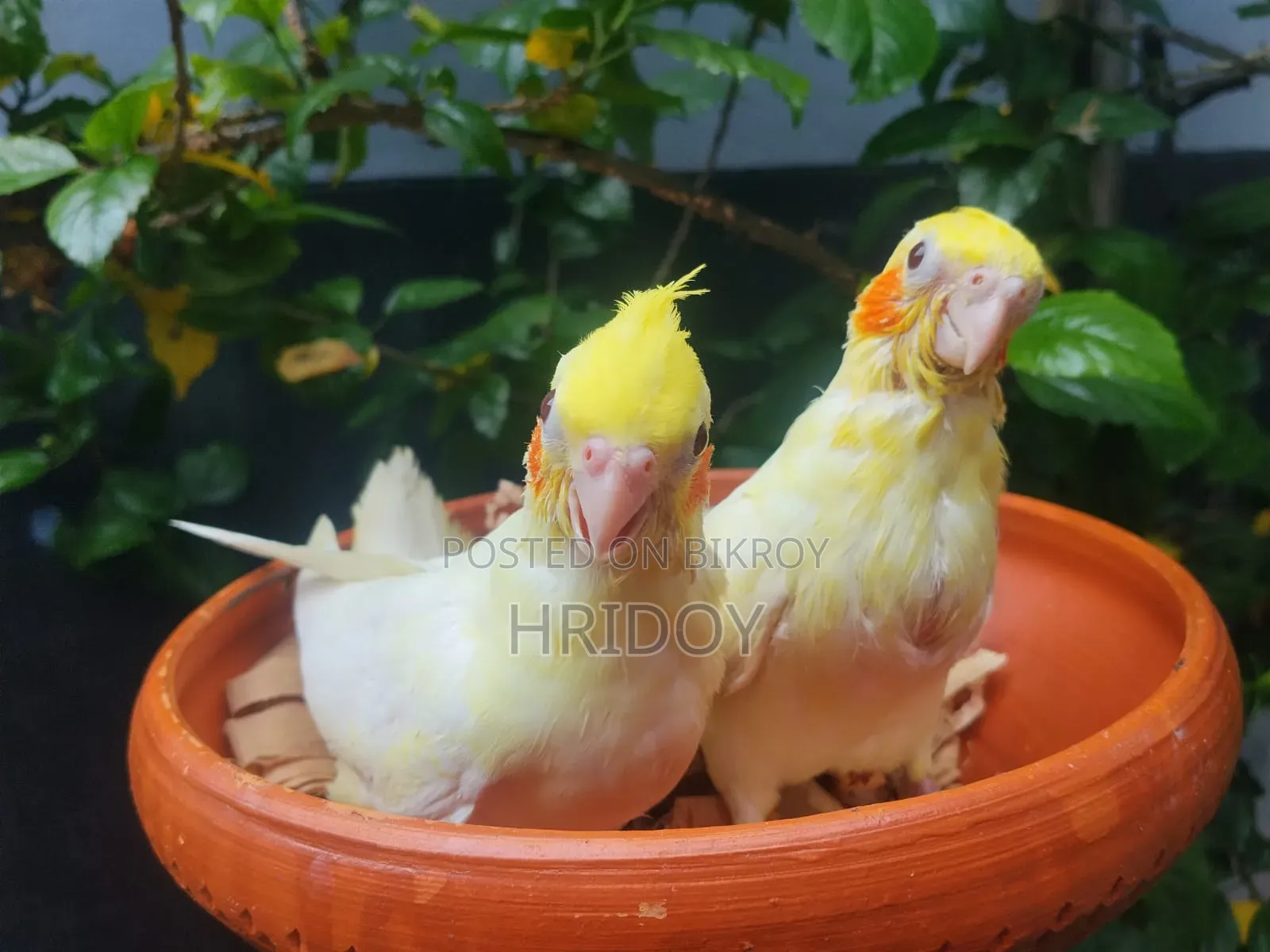 Cockatiel bird