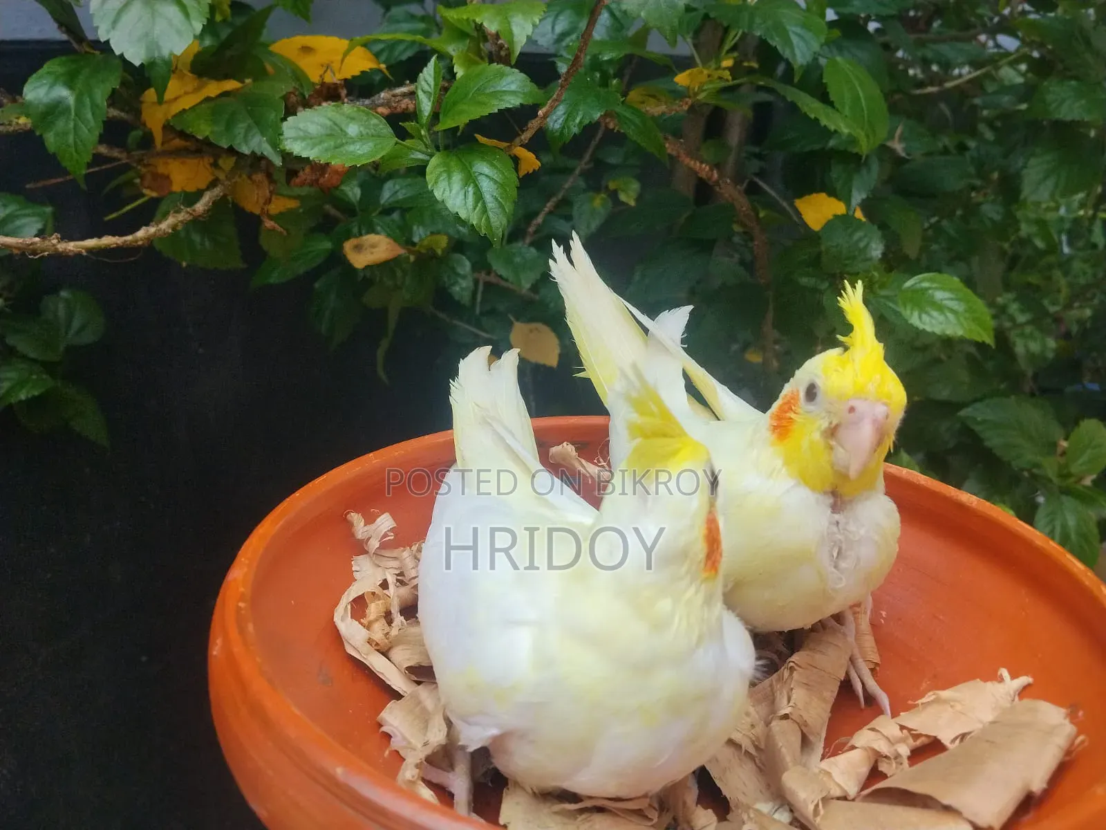 Cockatiel bird