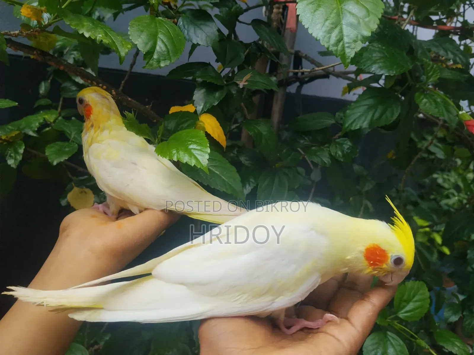 Cockatiel bird