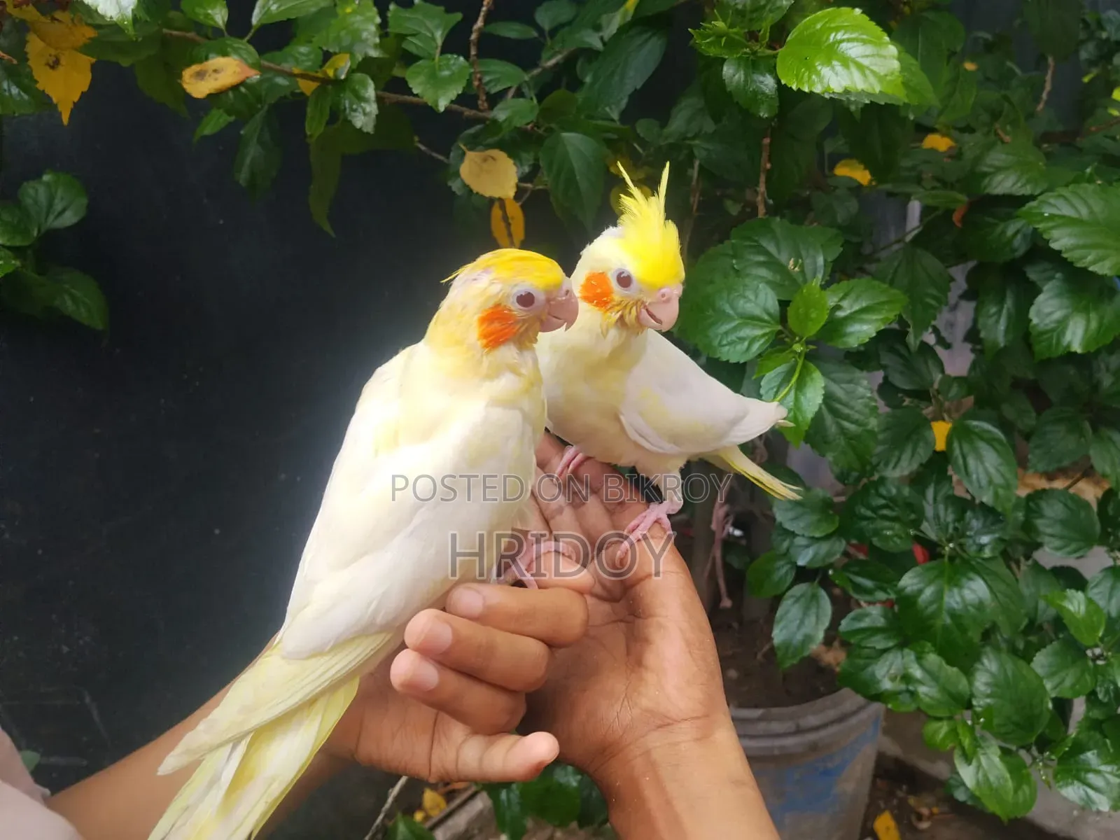Cockatiel bird