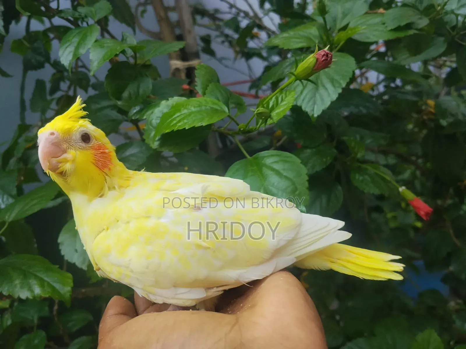 Cockatiel bird