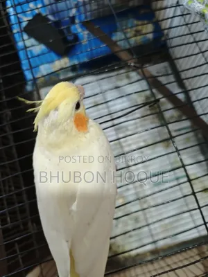 টেম লুটিনো রেড আই