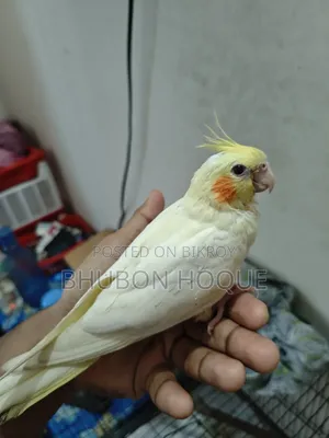 Tame Lutino Red Eye