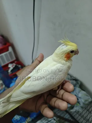 Tame Lutino Red Eye