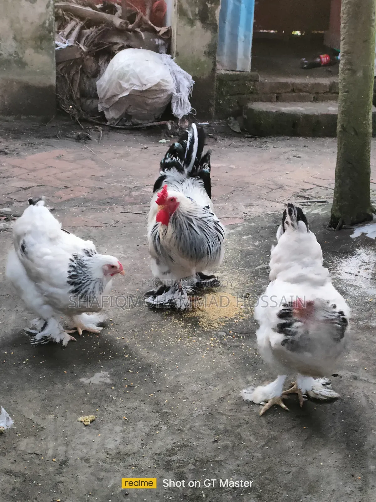 Colombian Light Brahma