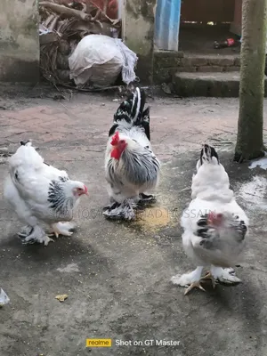 Colombian Light Brahma