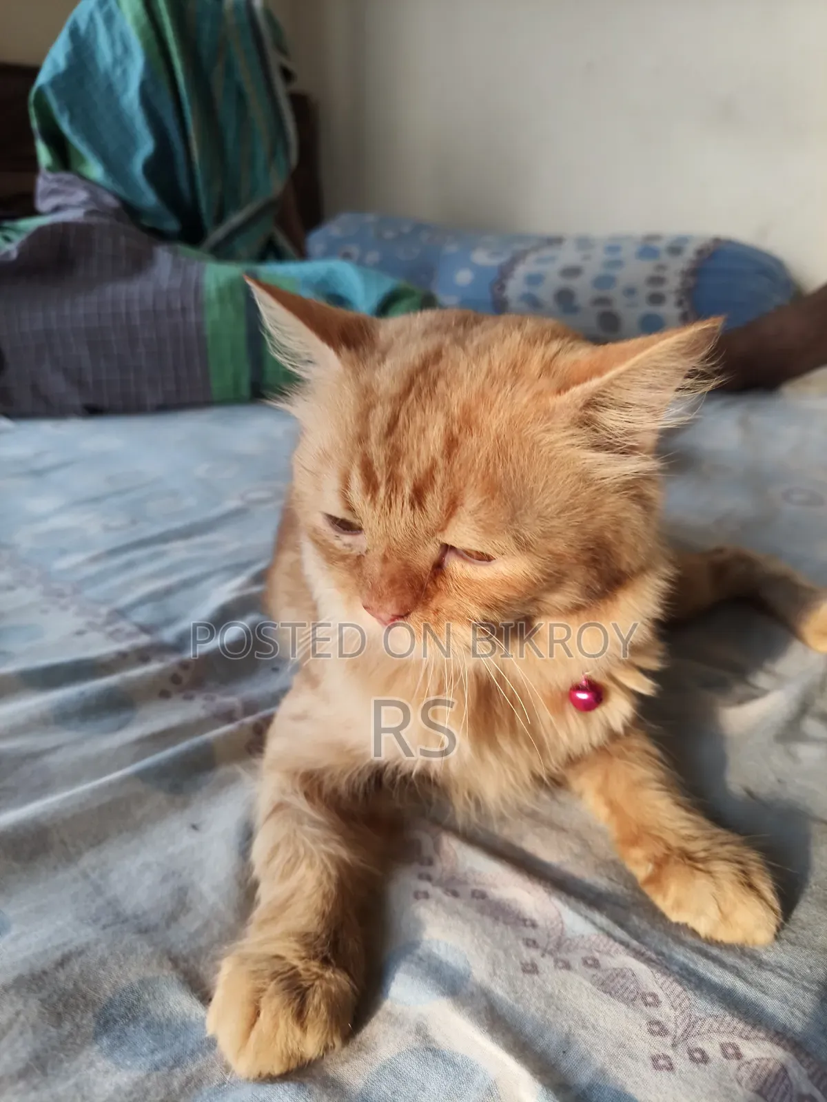 6-12 Months Male Mixed Breed Persian
