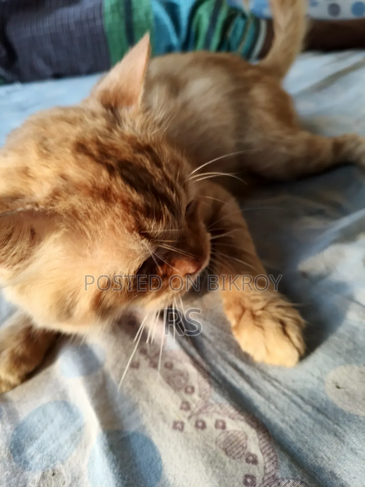 6-12 Months Male Mixed Breed Persian