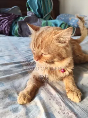6-12 Months Male Mixed Breed Persian