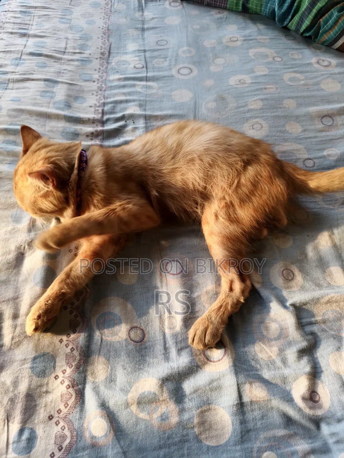 6-12 Months Male Mixed Breed Persian
