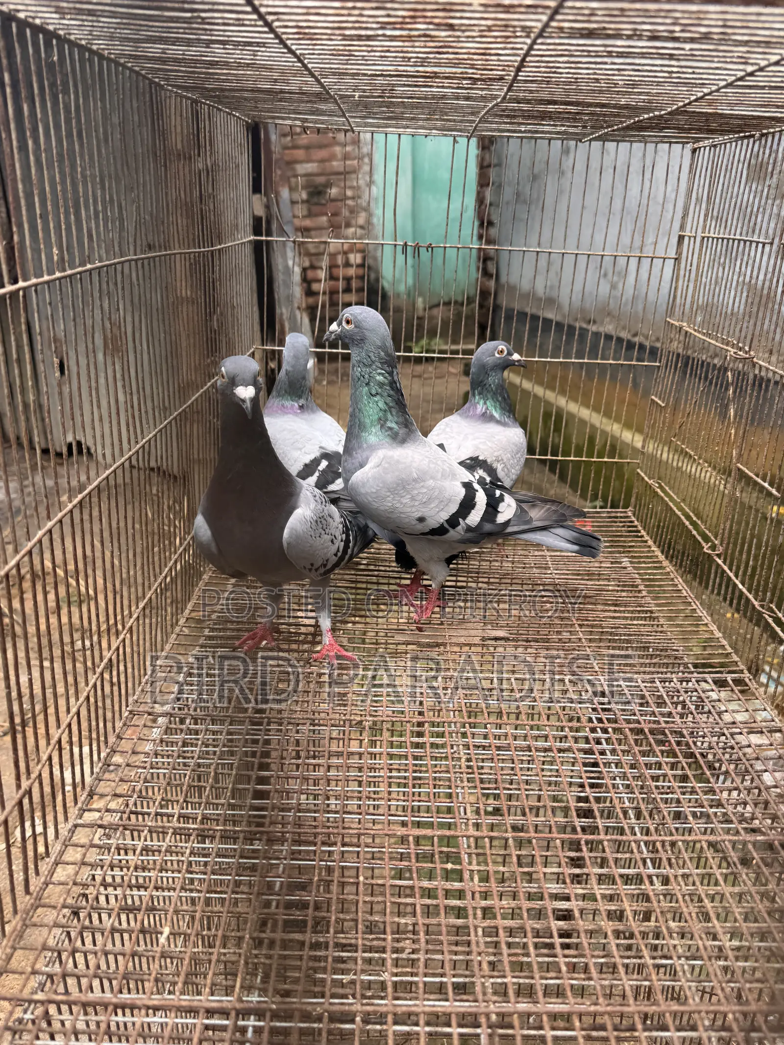 Racer Pigeon
