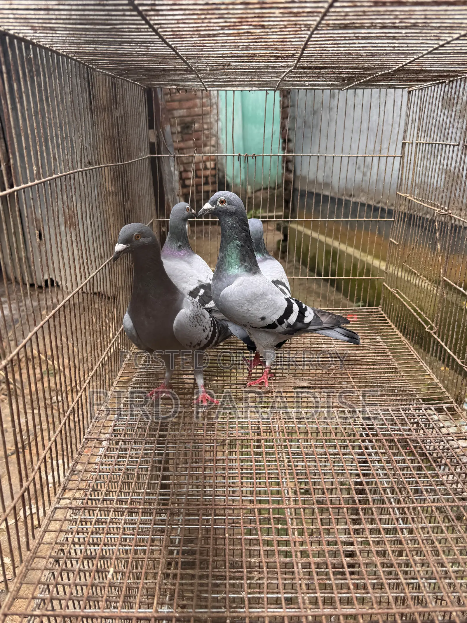 Racer Pigeon
