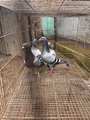 Racer Pigeon