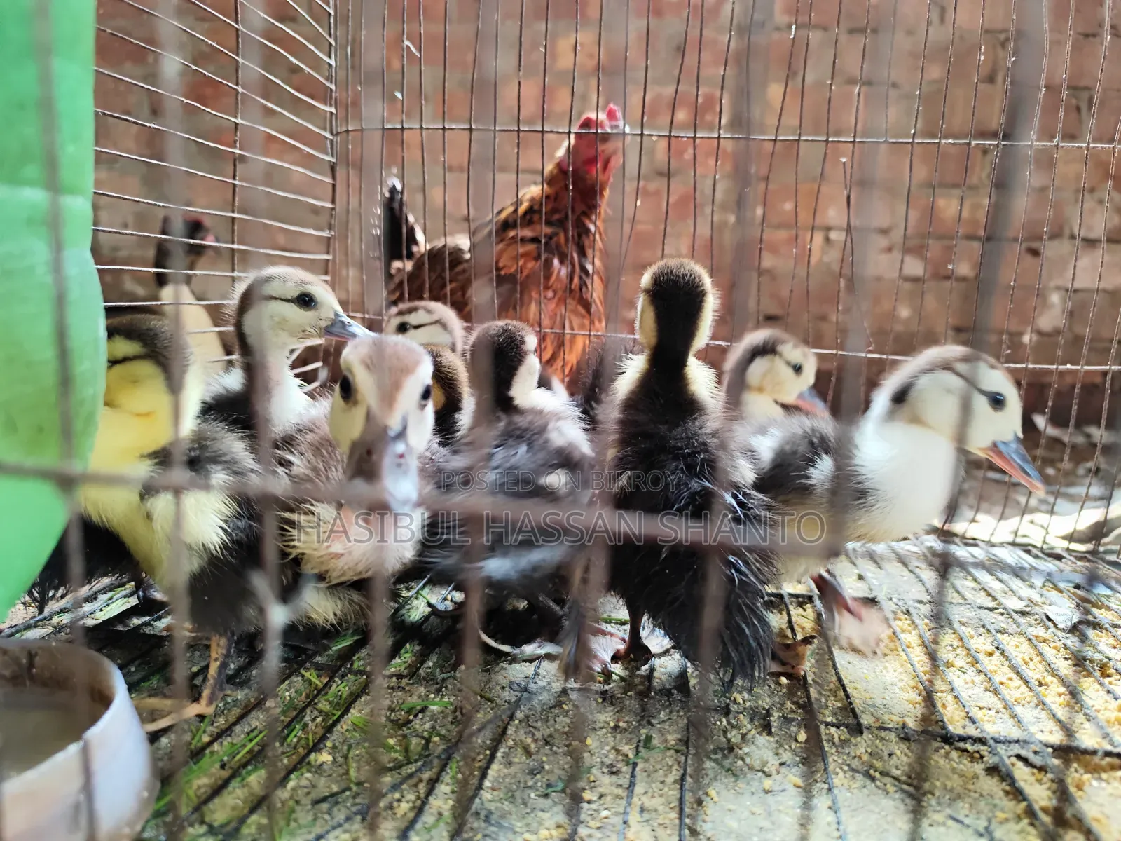 Chinese Duck Fertile Eggs