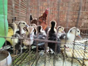 Chinese Duck Fertile Eggs