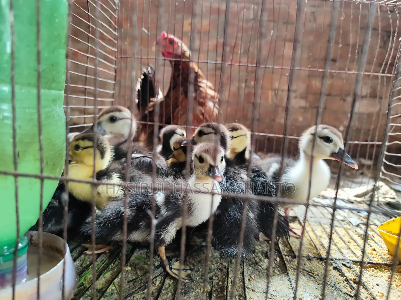 Chinese Duck Fertile Eggs
