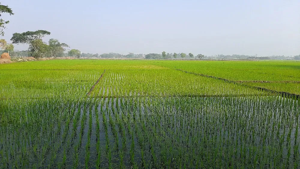 Paddy land for sale near the intersection towards the char area