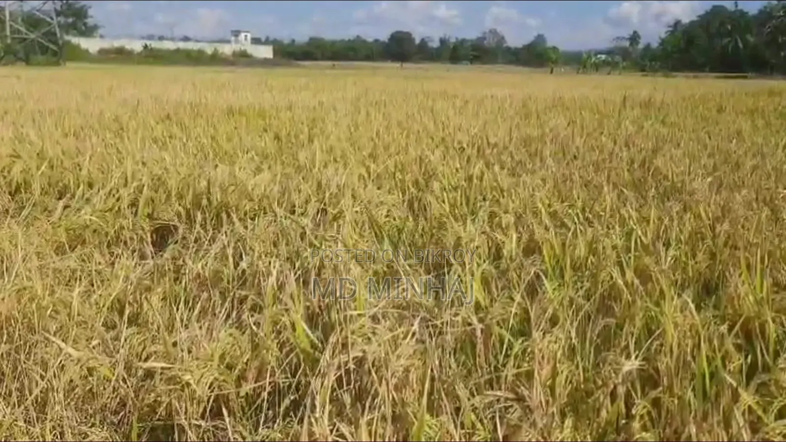 Paddy land for sale near the intersection towards the char area