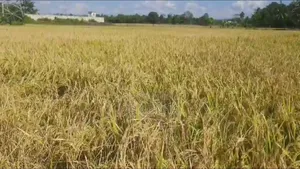 Paddy land for sale near the intersection towards the char area