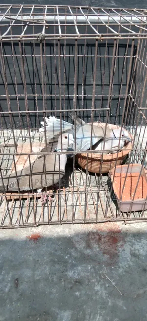 Australian Dove Bird