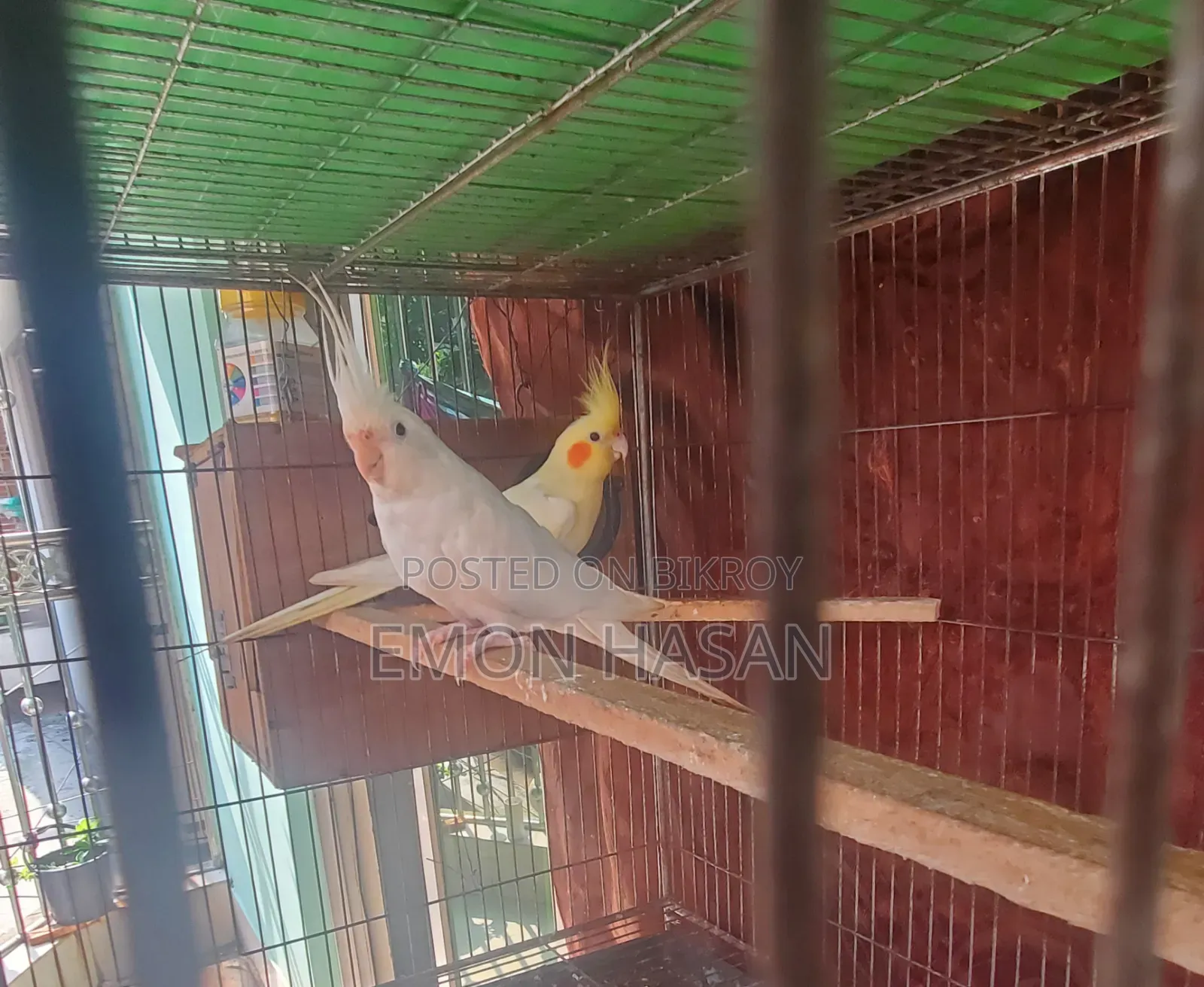 Cockatiel Pair