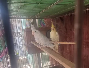 Cockatiel Pair